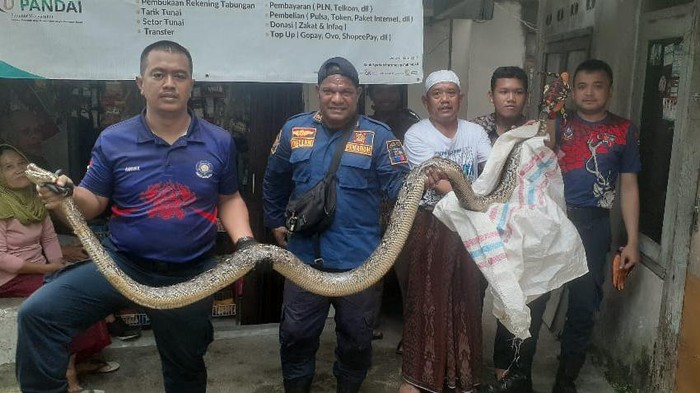 Damkar evakuasi ular sanca sepanjang 4 meter dari lubang kloset di Bogor Timur, Kota Bogor.