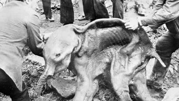 Fosil anak mammoth yang diawetkan tidak sengaja karena beku di Siberia, 40 ribu tahun lalu. Penggalian ini pada tahun 1977 oleh buldoser penambang. Bayi mammoth ini diperkirakan mati di usia 6-8 bulan dan dinamai Dima dari nama sungai lokal. Perutnya masih berisi jejak air susu induknya. Foto: Boredpanda