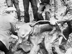 Foto Bersejarah dengan Kisah Mencengangkan, Tragis dan Ngeri!