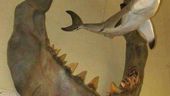 Rahang hiu megalodon purba yang hidup sekitar 23 hingga 3,6 juta tahun lalu dibandingkan dengan ukuran hiu putih besar zaman modern. Ngeri banget ukurannya! Foto: Boredpanda