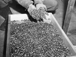 Foto Bersejarah dengan Kisah Mencengangkan, Tragis dan Ngeri!