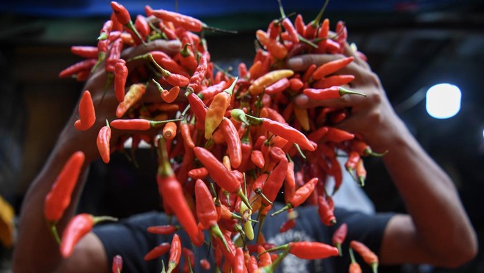 Pedagang memilah cabai rawit yang dijual di Pasar Senen, Jakarta, Selasa (21/5/2024). Menurut panel harga pangan Badan Pangan Nasional (Bapanas), harga sejumlah komoditas pangan terpantau masih mengalami tren kenaikan seperti cabai rawit merah masih naik 2,89 persen dengan harga Rp45.280 per kilogramnya. ANTARA FOTO/M Risyal Hidayat/aww.