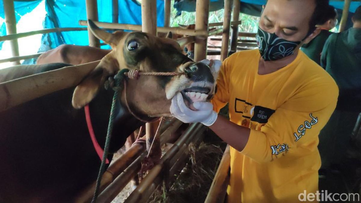 5 Cara Memilih Hewan Kurban yang Sehat dan Ciri-ciri Hewan Sakit Cara Memilih Binatang Kurban