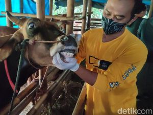 Doa dan Niat Kurban Sesuai Sunnah, Tata Cara, Syarat Hewan Serta Dalilnya