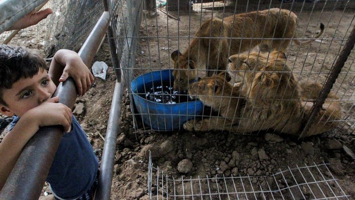 ISRAEL-PALESTINIANS/GAZA-ZOO A Palestinian boy feeds a monkey evacuated from a zoo in Rafah due to the Israeli military operation, at a sanctuary in Khan Younis in the southern Gaza Strip, May 20, 2024. REUTERS/Hatem Khaled