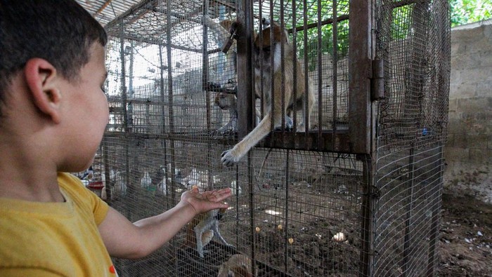 ISRAEL-PALESTINIANS/GAZA-ZOO A Palestinian boy feeds a monkey evacuated from a zoo in Rafah due to the Israeli military operation, at a sanctuary in Khan Younis in the southern Gaza Strip, May 20, 2024. REUTERS/Hatem Khaled