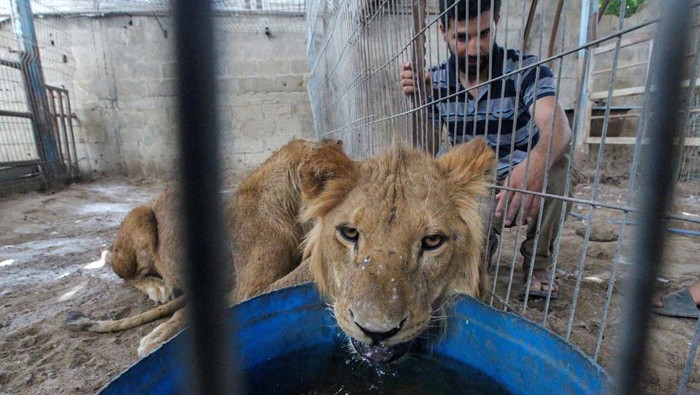 ISRAEL-PALESTINIANS/GAZA-ZOO A Palestinian boy feeds a monkey evacuated from a zoo in Rafah due to the Israeli military operation, at a sanctuary in Khan Younis in the southern Gaza Strip, May 20, 2024. REUTERS/Hatem Khaled