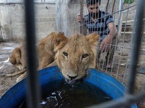 Nasib Hewan-hewan Palestina di Tengah Perang