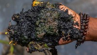 Nelayan dan petani rumput laut Surokim mengungkapkan, setelah tambak udang marak beroperasi, hasil tangkapan nelayan menurun dari 20-60 kilogram dalam satu malam menjadi sekitar 10-15 kilogram. Hal tersebut karena ekosistem zona perairan tepi pantai di sejumlah titik tercemar limbah, serta keberadaan pipa-pipa inlet penyedot air laut untuk mengairi tambak udang juga menghancurkan terumbu karang yang menjadi tempat ikan-ikan mencari makan maupun berkembang biak.