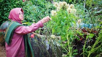 Risma melihat tanaman-tanaman yang tumbuh subur seperti bunga bayam atau yang biasa disebut bunga fial bayam di Desa Lewapaku, Lewa, Sumba Timur. Risma tertarik untuk mengembangkan tanaman pangan maupun tanaman hias dengan memanfaatkan bersama tanah gereja.