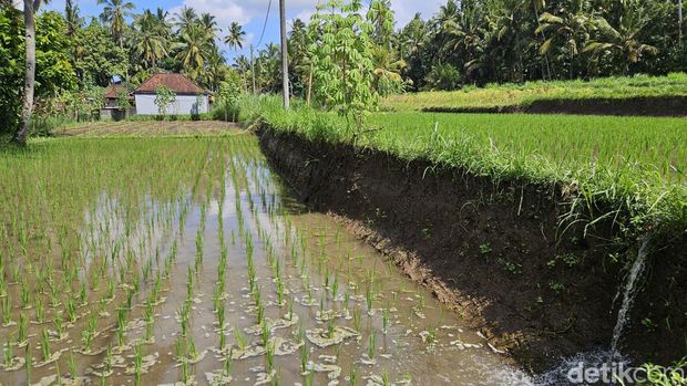 Kawasan persawahan Dusun Hyang Api yang dahulu kala adalah Desa sebelum datangnya Dadong Guliang, Klungkung, Bali, Minggu (19/5/2024). (Putu Krista/detikBali).