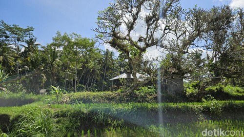 Lokasi yang dipercaya kuburan Dadong Guliang di tegalan warga di Dusun Hyang Api Desa Akah, Klungkung, Bali, Minggu (19/5/2024). (Putu Krista/detikBali).