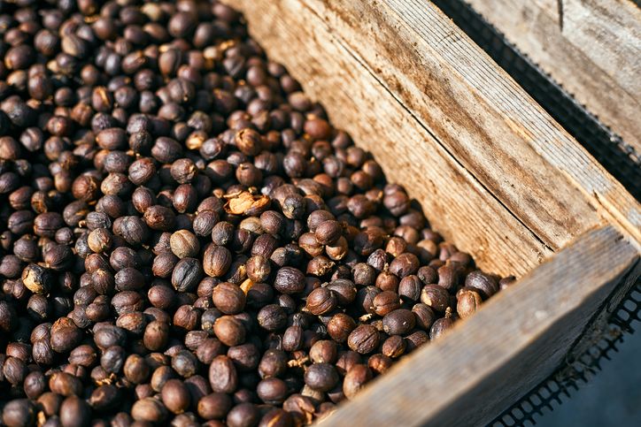 5 Metode Fermentasi Kopi yang Hasilkan Karakter Rasa Kopi Berbeda