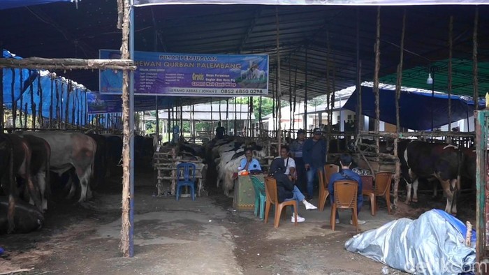 Salah satu sentra hewan kurban di Palembang