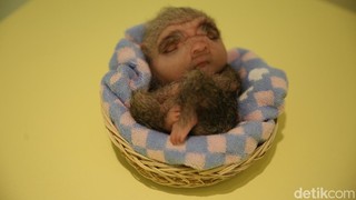 Patricia Piccinini: Mana Chimera Favoritmu di Museum MACAN?