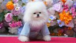 Bak Model, Begini Aksi Lucu Anjing di Pet Gala