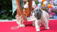 Sebagian besar fashionista berbulu berukuran kecil. Tema berpakaian gala tahun ini adalah Garden of Time, yang menyertai pameran “Sleeping Beauties: Reawakening Fashion” Met.