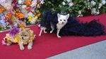 Bak Model, Begini Aksi Lucu Anjing di Pet Gala