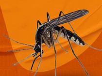 Kasus DBD Merebak Berkali Lipat