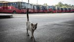 Penampakan 417 Bangkai Bus Transjakarta yang Mau Dimusnahkan
