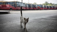 Kepala Dinas Perhubungan (Dishub) Provinsi DKI Jakarta Syafrin Liputo akan melakukan penghapusan dan penjualan aset 417 bus TransJakarta.  