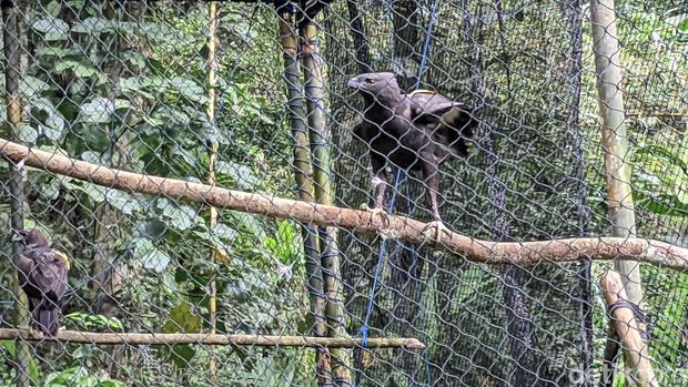 Dua elang brontok yang dilepasliarkan di Suaka Margasatwa Gunung Sawal Ciamis.