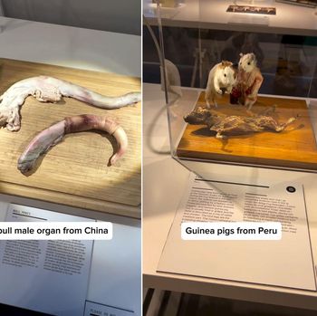 Durian Dipajang di Museum Makanan Menjijikkan, Penggemar Durian Protes