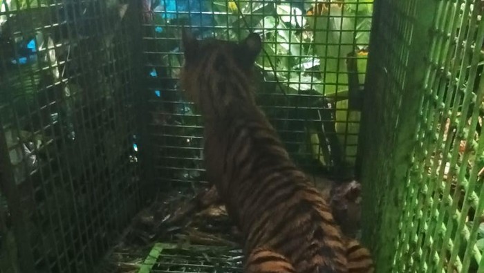 Harimau sumatera tertangkap perangkap warga.