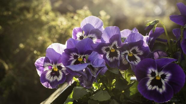 Ilustrasi bunga pansy