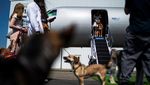 Maskapai Ini Tawarkan Penerbangan First Class untuk Anjing