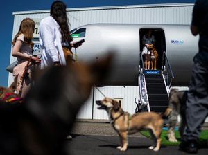 Maskapai Penerbangan Anjing Terbang ke 5 Destinasi Baru