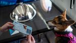 Maskapai Ini Tawarkan Penerbangan First Class untuk Anjing