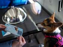 Maskapai Ini Tawarkan Penerbangan First Class untuk Anjing