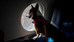 Maskapai Ini Tawarkan Penerbangan First Class untuk Anjing