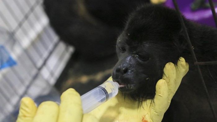 A veterinarian feeds a young howler monkey rescued amid extremely high temperatures in Tecolutilla, Tabasco state, Mexico, Tuesday, May 21, 2024. Dozens of howler monkeys were found dead in the Gulf coast state while others were rescued by residents who rushed them to a local veterinarian. (AP Photo/Luis Sanchez)