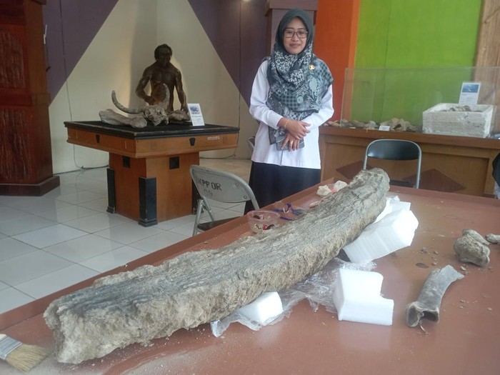 Penampakan fosil gading gajah purba di Blora