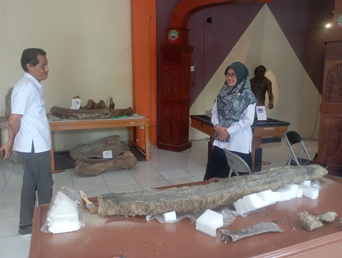 Penemuan fosil gading gajah purba di area Kracakan Sungai Bengawan Solo di Desa Ngloram, Kecamatan Cepu, Kabupaten Blora berhasil dilakukan ekskavasi.