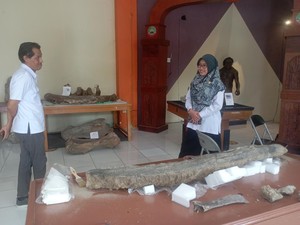 Detik-detik Penemuan Fosil Gading Gajah di Blora hingga Sukses Diekskavasi