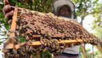 Peternakan Lebah dan Madu Terkenal di Mesir Dihantui Perubahan Iklim