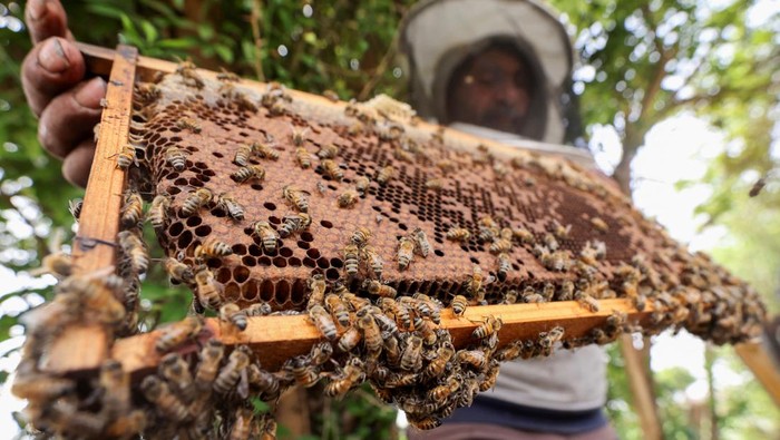 Peternakan Lebah dan Madu Terkenal di Mesir Dihantui Perubahan Iklim An Egyptian beekeeper uses smoke to calm bees while collecting honey at Hessat Shabshir, a village known for honey production and beekeeping businesses, in the Gharbia Governorate, Egypt, May 20, 2024. REUTERS/Mohamed Abd El Ghany