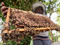 Peternakan Lebah dan Madu Terkenal di Mesir Dihantui Perubahan Iklim
