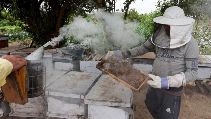Peternakan Lebah dan Madu Terkenal di Mesir Dihantui Perubahan Iklim An Egyptian beekeeper uses smoke to calm bees while collecting honey at Hessat Shabshir, a village known for honey production and beekeeping businesses, in the Gharbia Governorate, Egypt, May 20, 2024. REUTERS/Mohamed Abd El Ghany