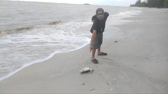 Warga memperlihatkan hewan mati diduga karena limbah.