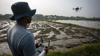 Petugas Dinas Pertanian dan Perikanan Sukoharjo menerbangkan drone pertanian untuk melakukan penyemprotan herbisida di area persawahan. 