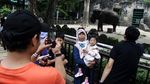 Libur Waisak, Pengunjung Serbu Kebun Binatang Ragunan