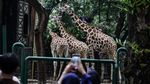 Libur Waisak, Pengunjung Serbu Kebun Binatang Ragunan