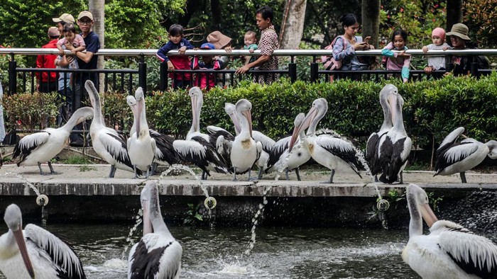 Libur Waisak, Pengunjung Serbu Kebun Binatang Ragunan Taman Margasatwa Ragunan (TMR), Jakarta, menjadi tempat wisata favorit warga Jakarta dan sekitarnya. TMR dipadati pengunjung saat libur Waisak hari ini.