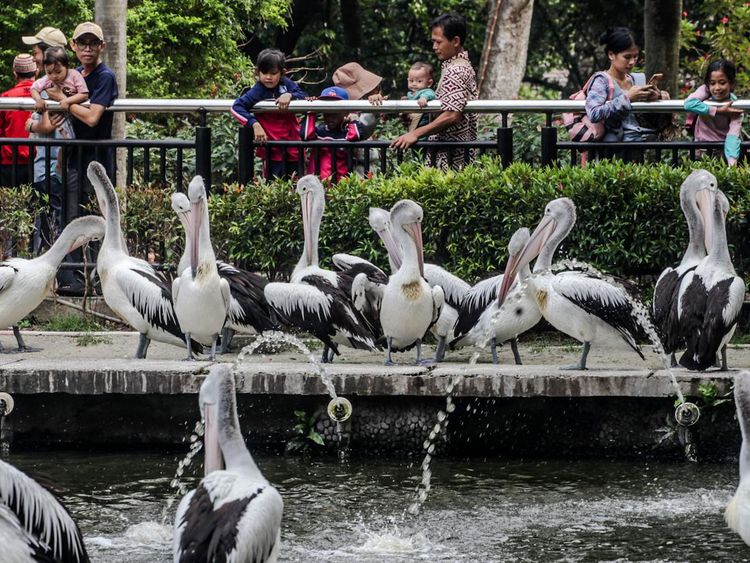 Libur Waisak, Pengunjung Serbu Kebun Binatang Ragunan
