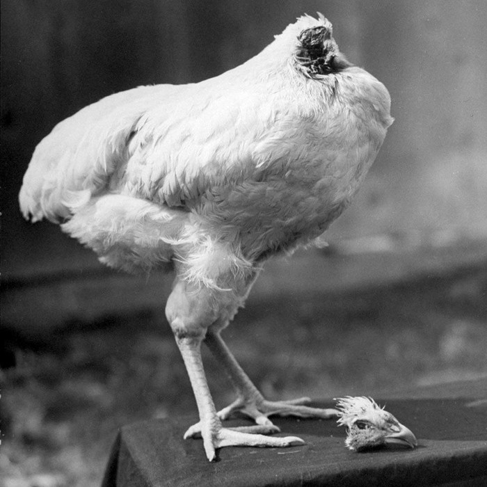 Mike, Ayam yang Hidup Tanpa Kepala Selama 18 Bulan