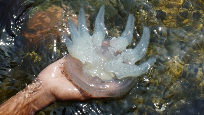 Warga menunjukkan ubur-ubur di Pantai Mayangan Probolinggo, Jawa Timur, Rabu (23/5/2024). Fenomena kemunculan ubur-ubur di pesisir pantai tersebut diperkirakan karena perubahan suhu air laut pada masa peralihan musim. ANTARA FOTO/Irfan Sumanjaya/rwa.